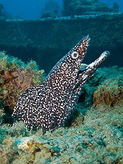 Picture 'Cur1_0_01247 Moray Eel, Spotted Moray Eel, Curacao'